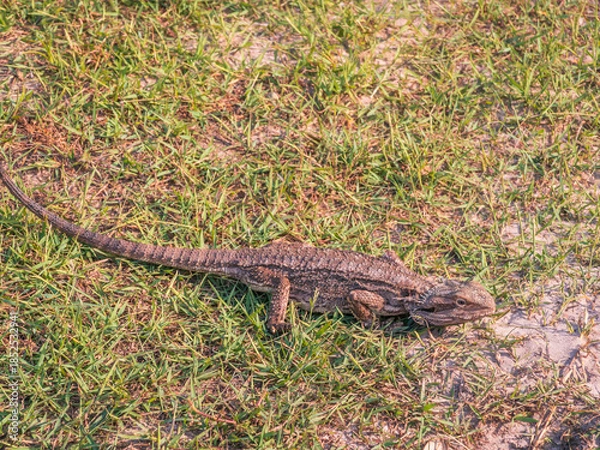 Obraz Frilled Lizard