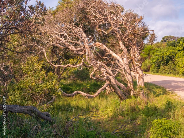 Obraz Tree with Many Branches and Grass