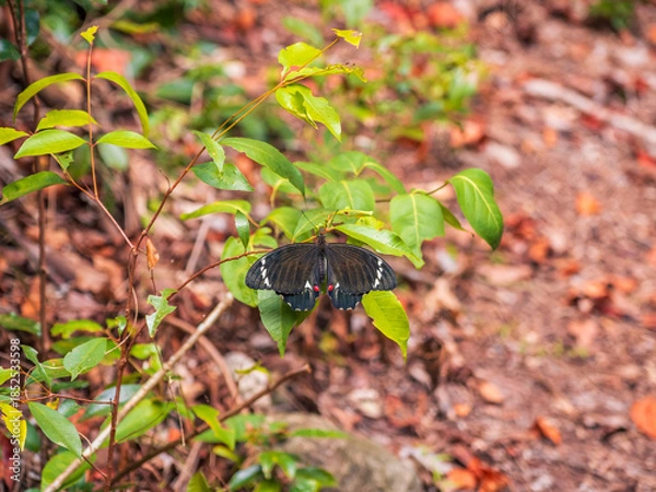 Obraz Butterfly Resting on Bush