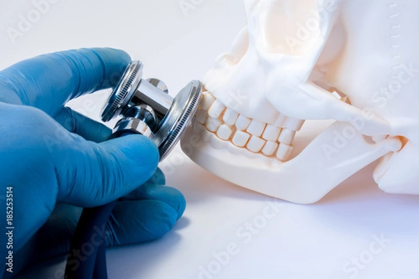 Fototapeta Diagnosis and detection of diseases of teeth in dentistry,disease of bones of face, upper and lower jaws, oral and maxillofacial surgery concept photo. Doctor hold in hand stethoscope on skull teeth