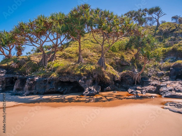 Obraz Beach with Pandanus Palms