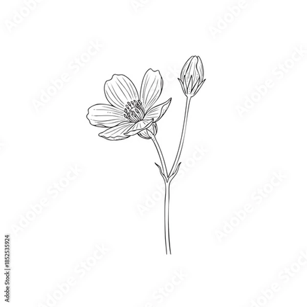 Obraz Detailed line of a single poppy flower with an unopened bud on a long stem line botanical single flower
