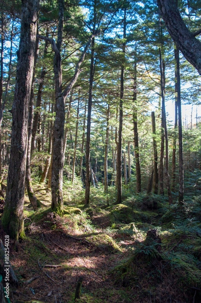 Obraz 苔むした林