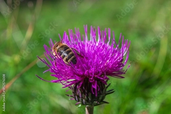 Obraz Bee feeding on purple thistle
