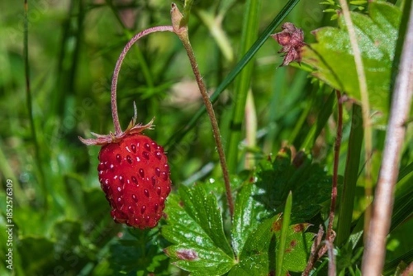 Obraz Wild strawberry