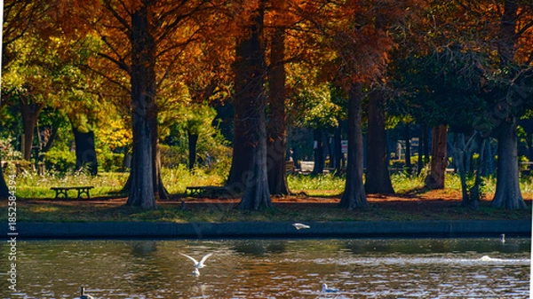 Obraz 池の上を飛ぶ鳥