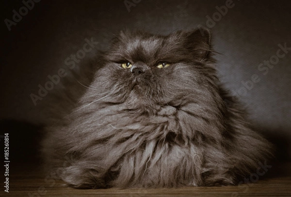 Obraz persian cat