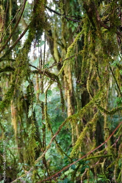 Obraz Moss Covered Branches in Rainforest