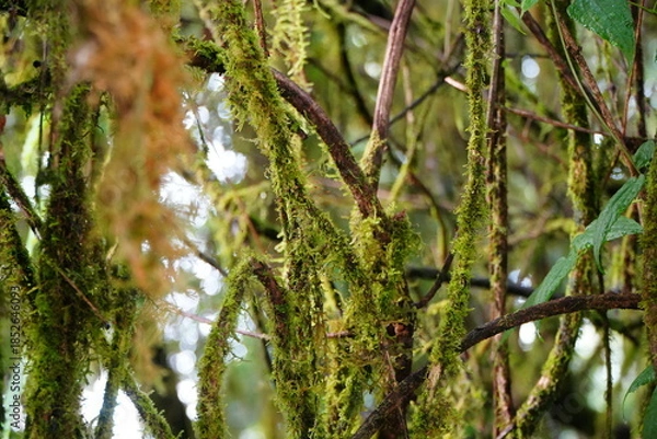Obraz Moss Covered Branches in Rainforest