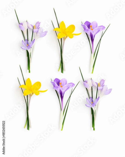 Obraz Crocus flowers composition isolated on white background
