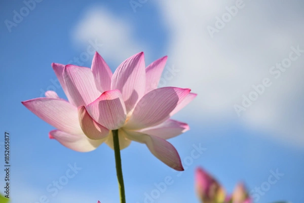 Fototapeta 青空に向かって大きな花を広げる古代蓮の花