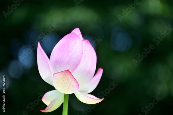 Obraz 青空に向かって大きな花を広げる古代蓮の花