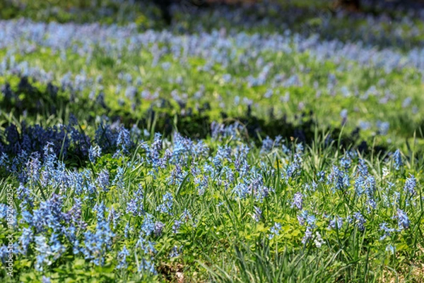 Obraz 北海道富良野市、早春の森を優しく彩るエゾエンゴサク【4月】