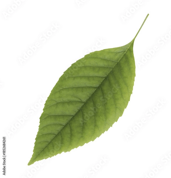 Obraz Green leaf isolated on white transparent background.