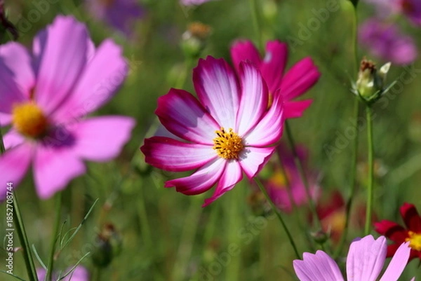 Obraz 縁取りが美しい秋桜　（高知県　奈半利町）