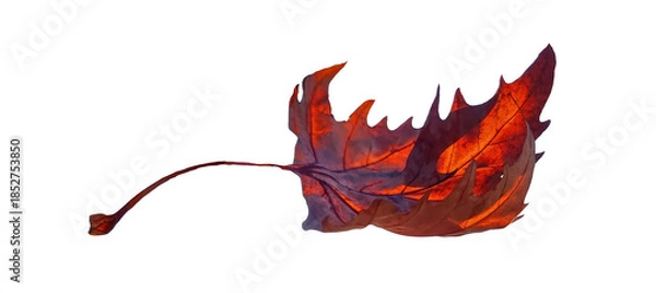 Obraz leaf falling dry brown isolated side view dry