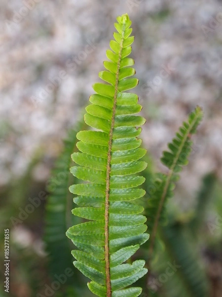 Obraz green fern leaf