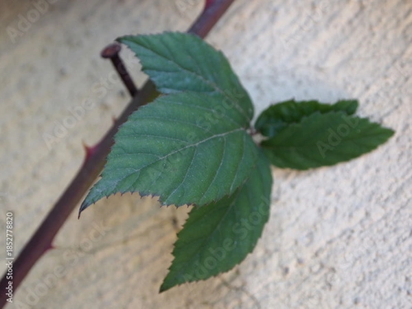 Obraz leaves on the ground