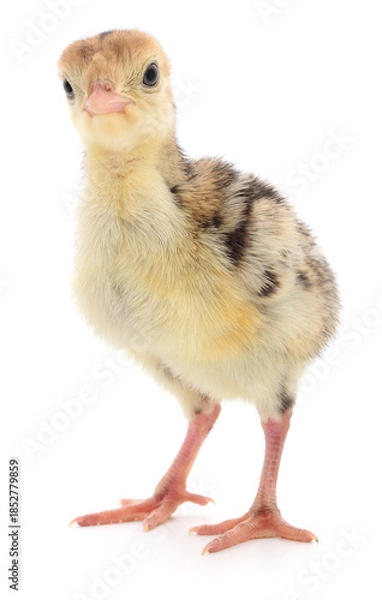 Obraz Young turkey isolated on white background