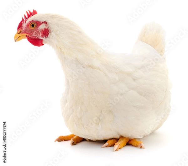 Obraz White chicken sitting isolated on white background