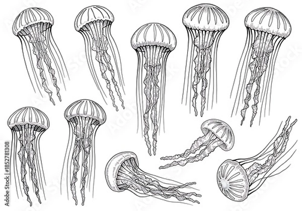Obraz クラゲの精密描写：繊細な線画集
