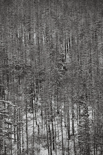 Obraz snow covered forest in Alps