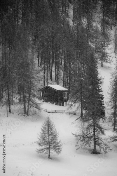 Obraz winter in the woods