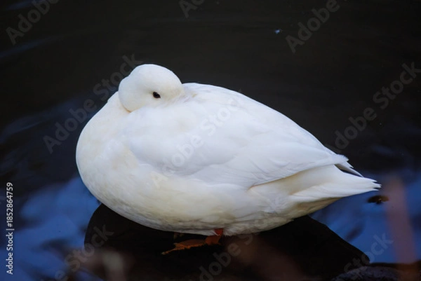 Fototapeta white duck in a pond.