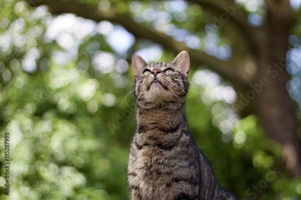 Obraz Tabby cat enjoying the outdoor 