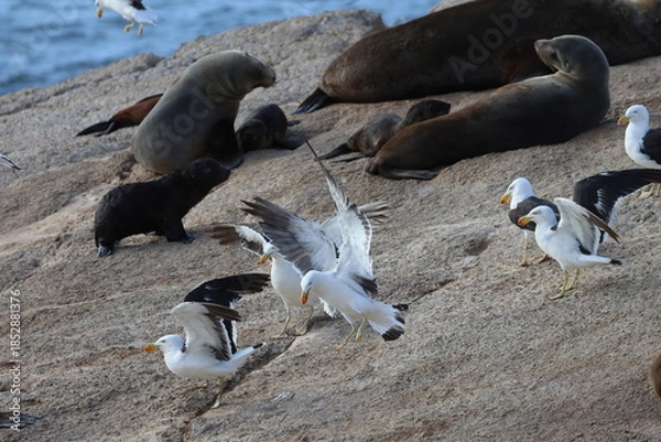 Fototapeta pacific gull