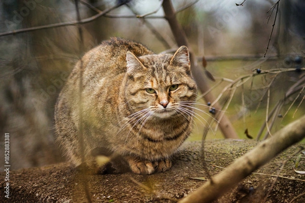 Obraz Cats in the wild