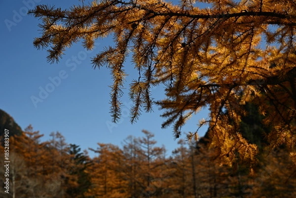 Obraz 秋の上高地　カラマツの紅葉