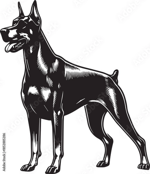 Obraz Dobermann Dog Vector	