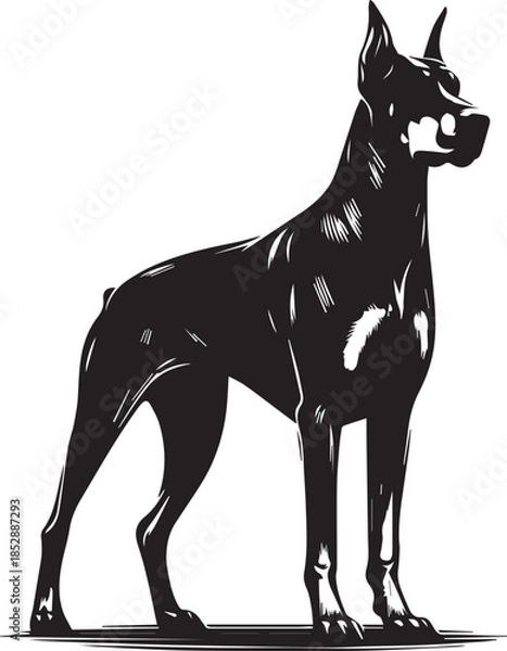 Obraz Dobermann Dog Vector	