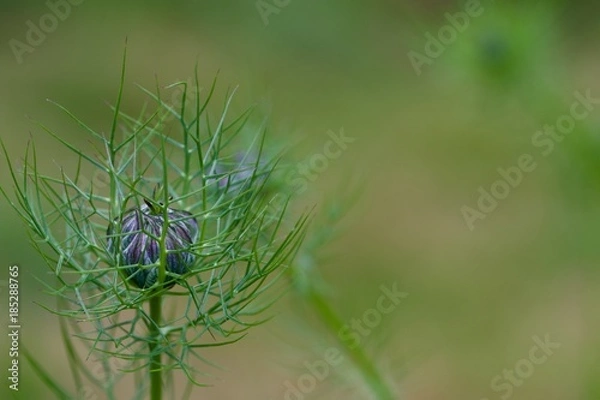 Obraz Exotic Lilac Flower With Spiny Leaf Network	
