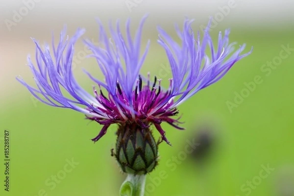 Obraz Close up of a purple flower 