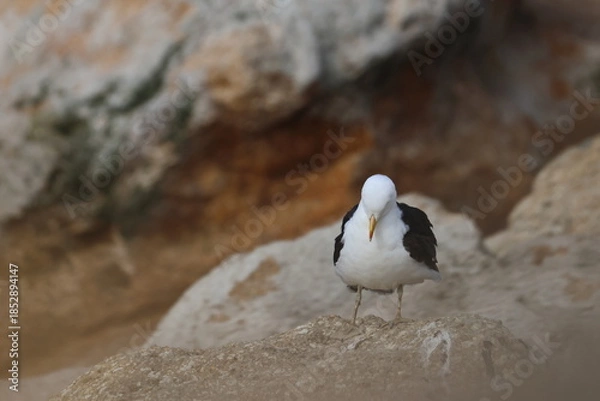 Fototapeta pacific gull