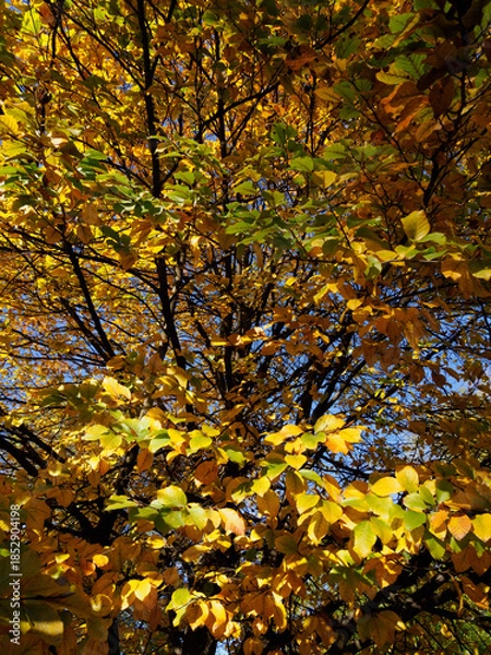 Obraz Autumn at Parco Sempione, Milan