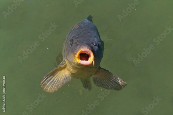 Fototapeta Common carp breaking the surface waiting to be fed
