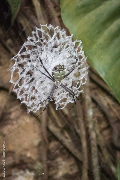 Obraz Lace Web Spider