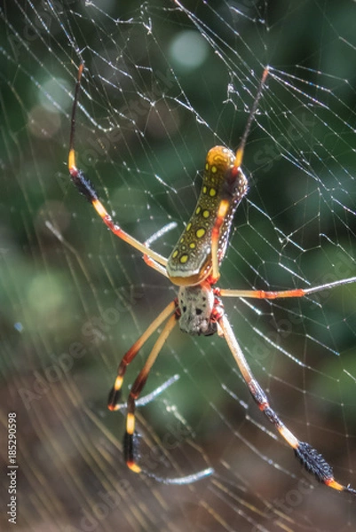 Obraz Golden Orb Spider