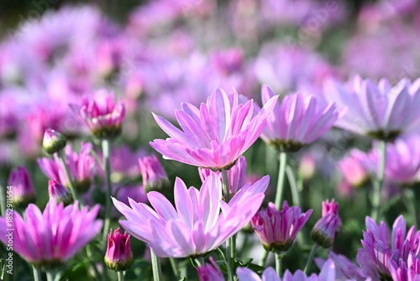 Obraz 新潟市南区で栽培される食用菊かきのもと（新潟県新潟市南区）