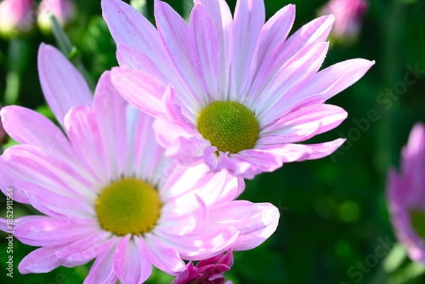 Obraz 新潟市南区で栽培される食用菊かきのもと（新潟県新潟市南区）