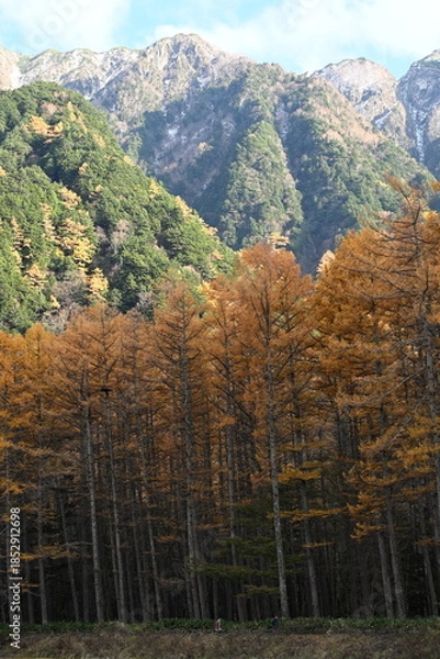 Obraz 秋の上高地　カラマツの紅葉