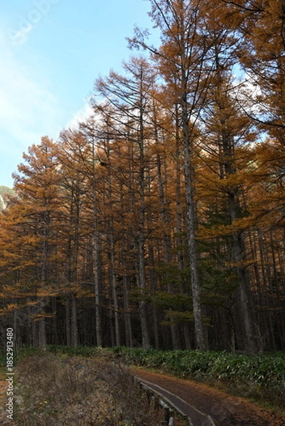 Obraz 秋の上高地　カラマツの紅葉