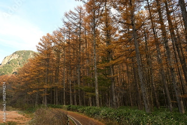 Obraz 秋の上高地　カラマツの紅葉