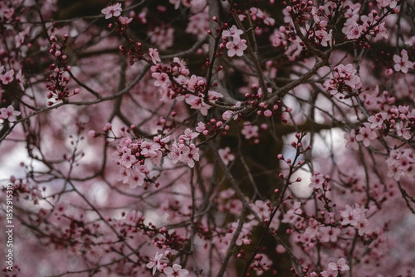 Fototapeta Cherry plum (Prunus cerasifera) pink blossoms