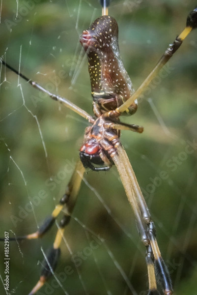 Obraz Golden Orb Spider