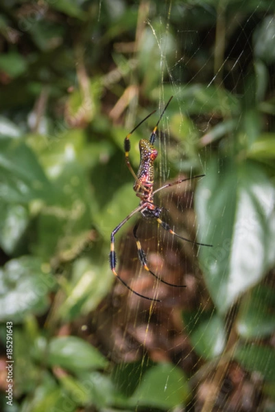 Obraz Golden Orb Spider