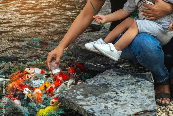 Obraz Hands of young woman and her child holding together with milk bottle feeding school of Japanese carp fish. Family sitting on waterfront and feeding many fancy Koi carp swimming in japanese style pond.